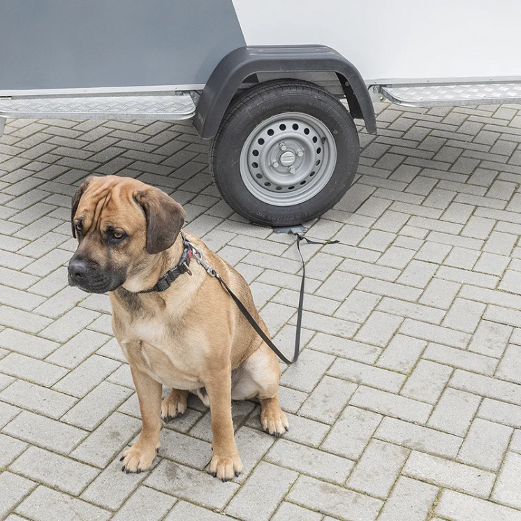 Dog Secure (Point d'amarrage)